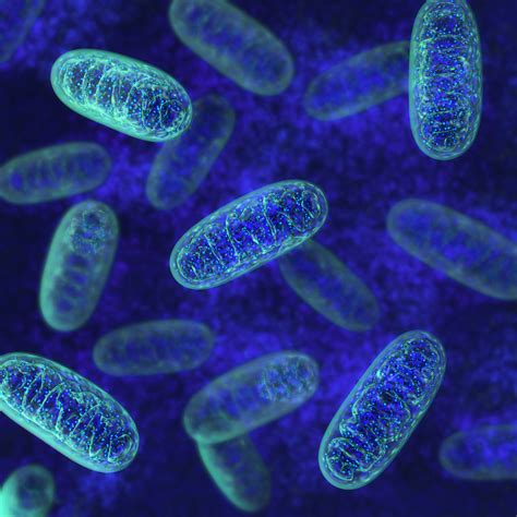 The biochemical processes of the cell are known as cellular respiration. Journal Club: Newfound avenue for disrupting peroxisome ...