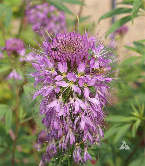 Looked around but didn't see anything about that. Rocky Mountain Beeplant (Cleome serrulata) | Applewood ...