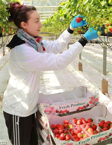 How to plant & grow strawberries: New-age farmers grow strawberries in pots hanging from the ...