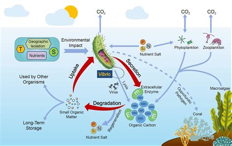 Scientists Propose That Vibrios Have Significant Roles In Marine