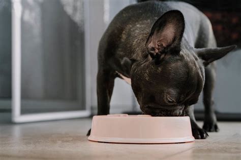 10 Best Dog Foods For French Bulldogs With Allergies In 2023 Reviews