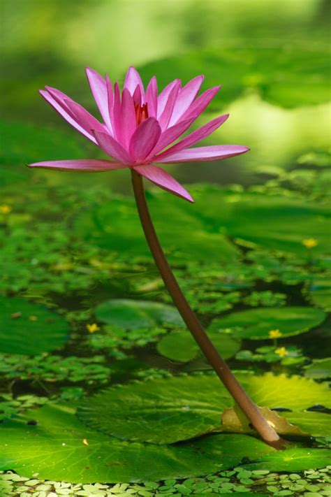 It charges phones, speakers, cameras, battery banks, and even 12v devices, by generating power from rivers and streams. Free Water Lilly Stock Photo - FreeImages.com