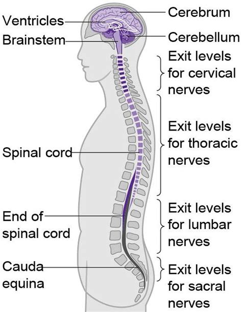 Central Nervous System Diagram Daria Shannon