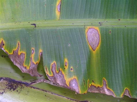 Banana Diseases And Pests Description Uses Propagation