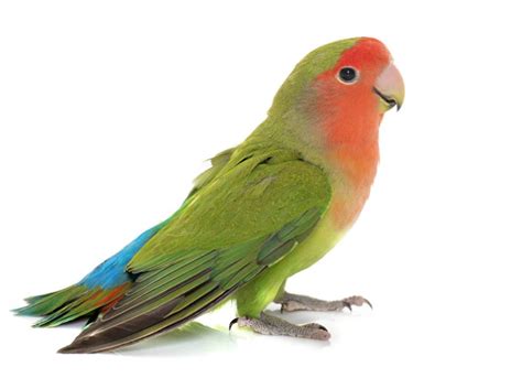 Peach Faced Lovebird The Animal Store Baby Birds For Sale