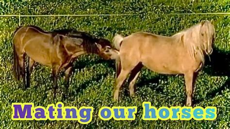 Mating Horses Video
