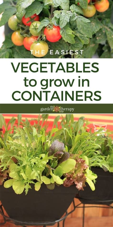 Growing Vegetables In Containers These Are The Easiest Ones