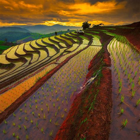 2048x2048 Resolution Thailand Rice Field Landscape Ipad Air Wallpaper