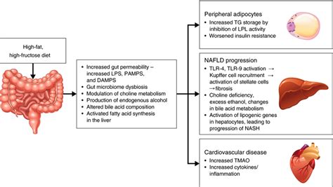 Role Of The Gut Microbiome In Nafld Progression14 Damps Download