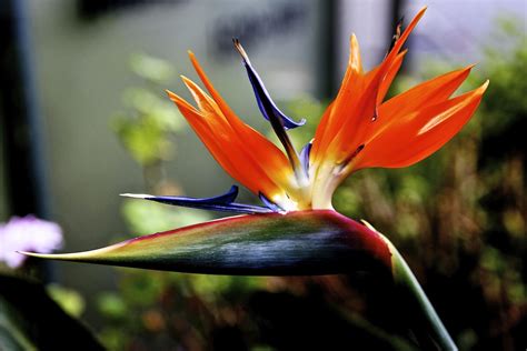 極楽鳥花 Bird Of Paradise