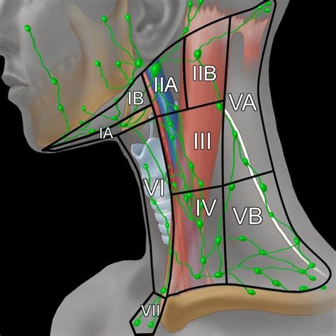 Illustration Of The Major Neck Lymph Node Levels With Anatomical Download Scientific Diagram
