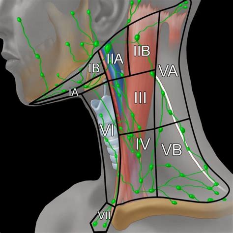 The 5 anatomical spaces of the infrahyoid neck. Illustration of the major neck lymph node levels, with ...