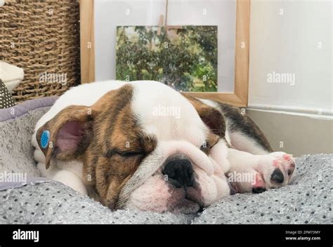 Close Up Sleeping English Bulldog Hi Res Stock Photography And Images