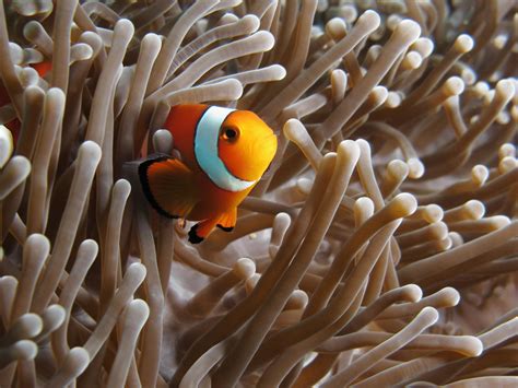 Clownfish Vulnerable To Anemone Bleaching According To Ud Research