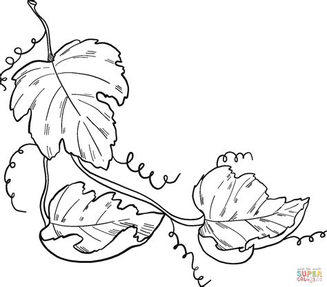 Grape Vine Coloring Page Free Printable Coloring Pages