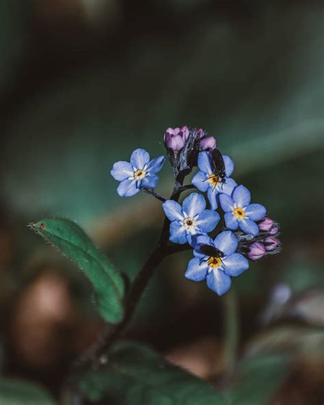 Check spelling or type a new query. Forget Me Not flower meaning, origins, and other ...