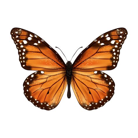 Butterfly Realistic Isolated 444408 Vector Art At Vecteezy