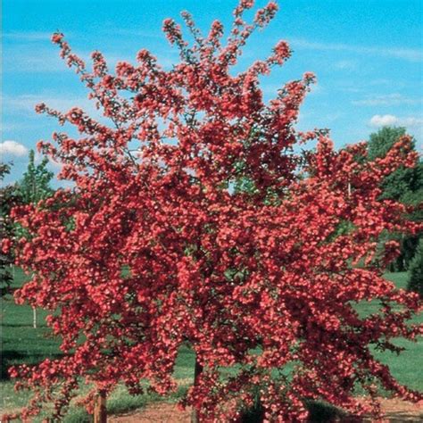 364 Gallon Red Crabapple Cardinal Flowering Tree In Pot With Soil