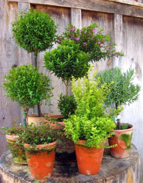 Welcome sweetness in the shape of this artificial lavender topiary tree. Pin by Carmen Van on Greenery | Topiary garden, Topiary ...