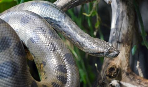 Anaconda Snake Facts Diet And Habitat Information