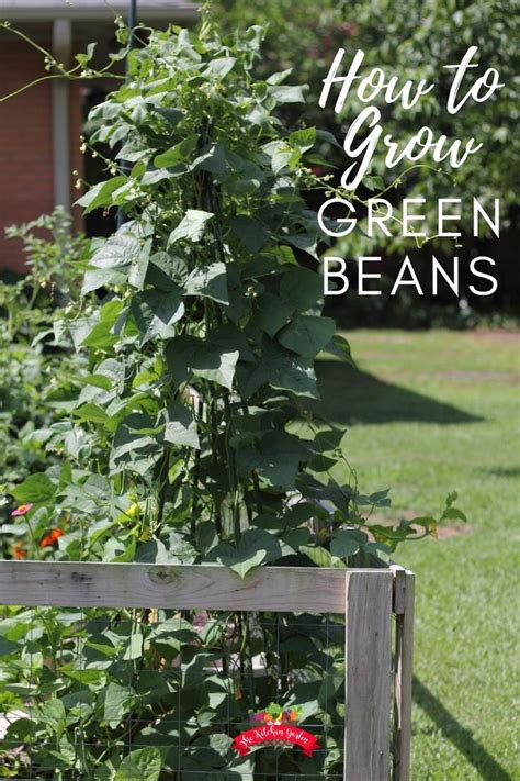 Do not eat treated seeds. How to Grow Pole Beans | Growing green beans, Home ...