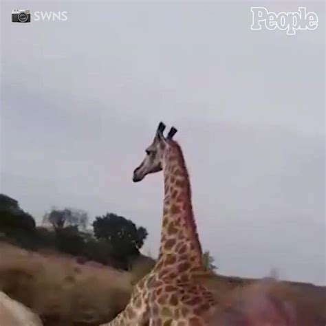 Giraffe Chases Truck Of Tourists This Is Wild By People