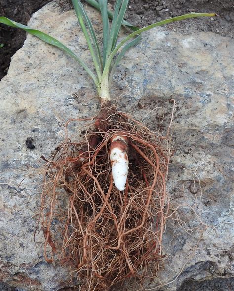 See full list on thespruce.com Yucca, Common (Yucca filamentosa) plant, organic ...