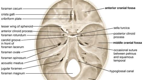 Cribriform Plate Of Ethmoid Bone Location In Human Head Outline Diagram