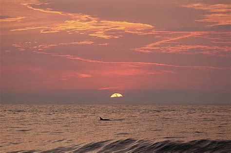 Dolphin Swims At Sunrise Photograph By Robert Banach