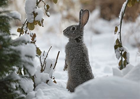 Where Do Rabbits Go In The Winter The Truth Will Surprise You