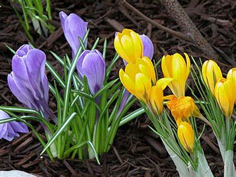 22 Early Blooming Flowers For Spring Birds And Blooms