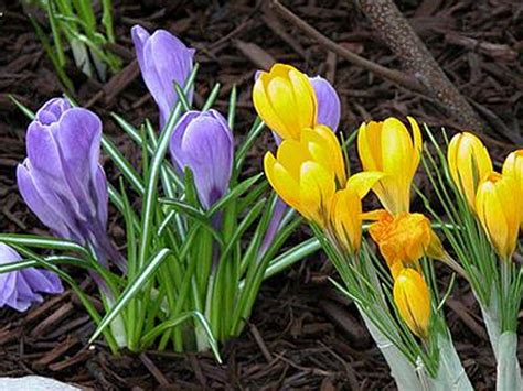 Check spelling or type a new query. Top 6 Spring Blooming Bulbs