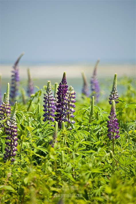 Join our community of happy customers in yarmouth by ordering and supporting your local florist, botanique of cape cod. Cape Cod Flowers and Plants - Images | Preu Photography