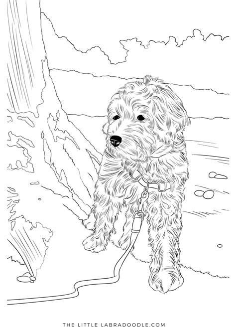 Labradoodle Puppy Coloring Pages Coloring Pages