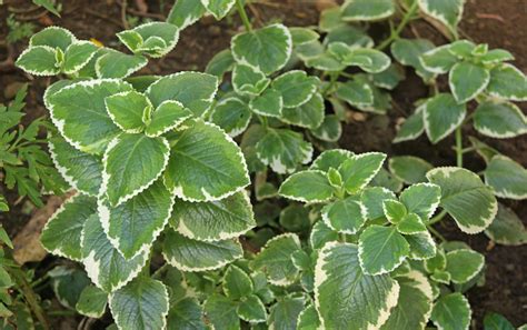 3.5 out of 5 stars 14. Variegated Cuban Oregano - Bad Flavor! | The Survival Gardener