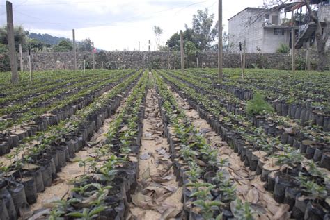 Coffee research on our trip to guatemala. Guatemala « Riding the Americas