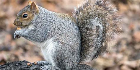 Pet Squirrel 17 Things You Need To Know Before Getting One