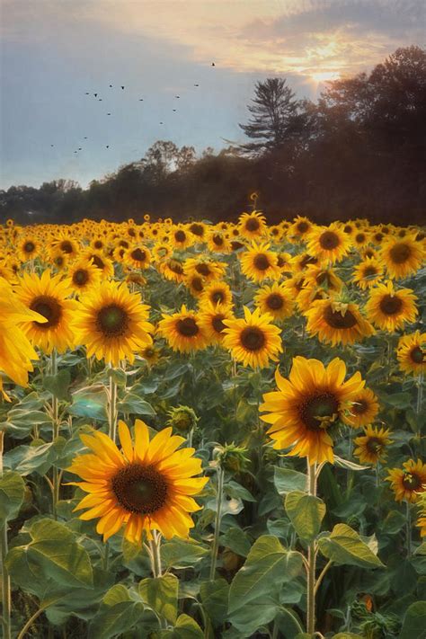 Sunflowers At Sunset Photograph By Lori Deiter Fine Art America