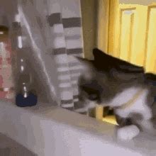 Cat Scared Gif Cat Scared Fknbnuy Discover Share Gifs
