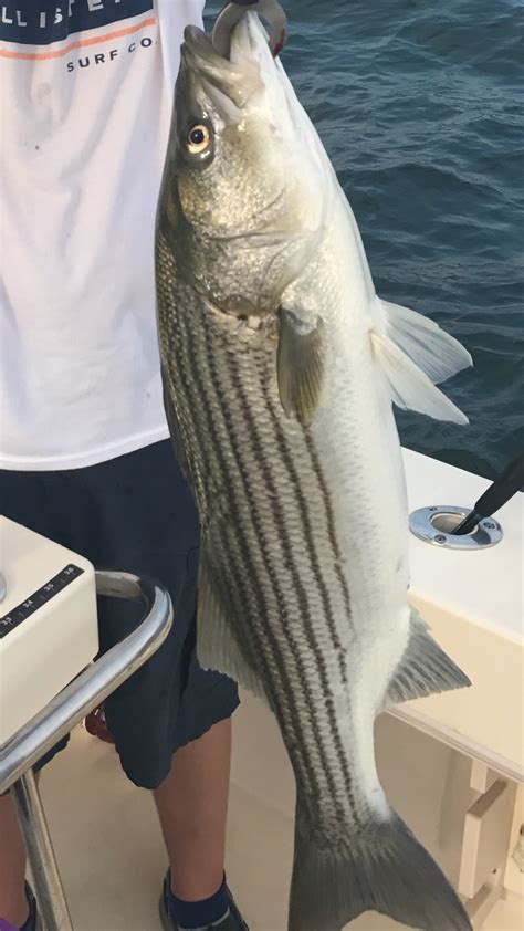 My Angler Caught A Big Striper On The Surface Yesterday Flylight