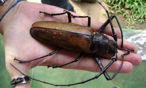 10 Largest Insects In The World Our Planet