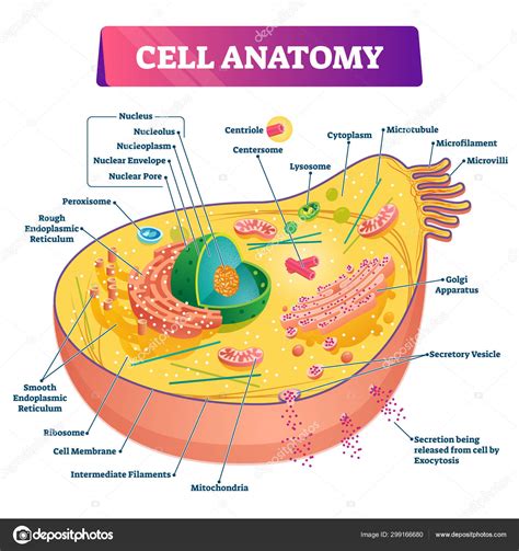 Cell Anatomy Vector Illustration Labeled Educational Vrogue Co