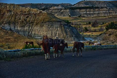 Wild Horses Along The Roadway At Roosevelt National Park North Dakota