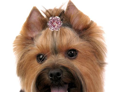Biżuteria dla psa spinka różowy kwiatek