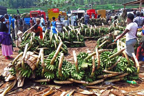 Banana Farmers Unite To Improve Prices Produce Daily Monitor