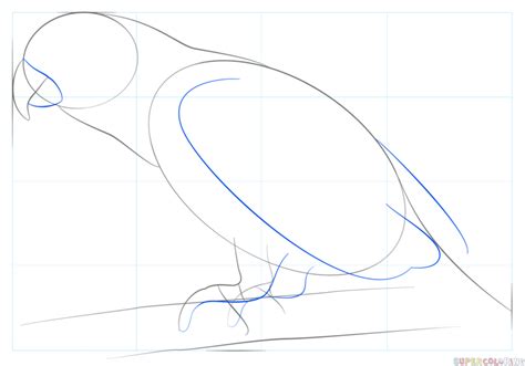 How To Draw An African Grey Parrot Step By Step Drawing Tutorials