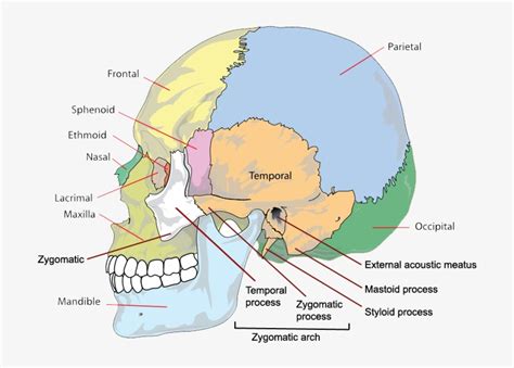 Side Skull Bones And Processes Partes Del La Cabeza Png