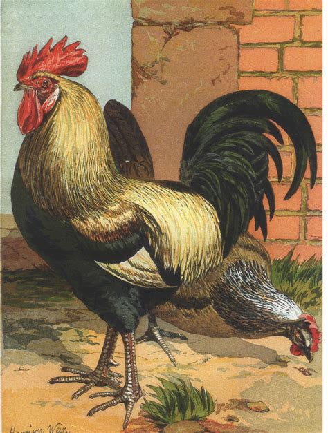 This listing is for a full counted cross stitch kit of beauty and the beast tale as old as time. Another old rooster | Chicken cross stitch, Chickens, Rooster