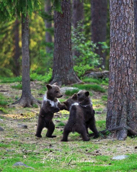 Photographer Snaps Extraordinary Pics Of Bear Cubs Dancing In A Circle