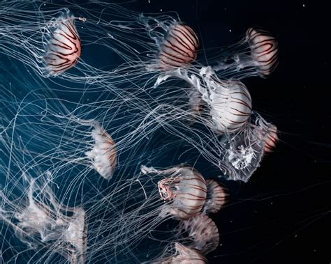 Wallpaper Jellyfish Underwater World Swim Tentacles 1280 1024